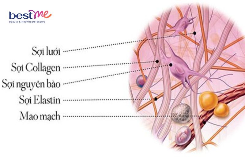 Sự khác biệt của sợi collagen và elastin