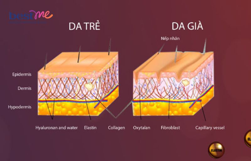 Làn da khi suy giảm elastin và collagen sau tuổi 25