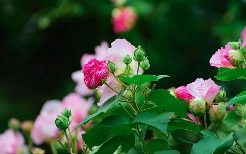 Gợi ý 8 loại hoa cúng ông Táo hợp phong thủy, nhận nhiều tài lộc - 10