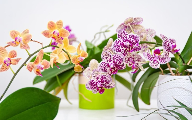 Gợi ý 8 loại hoa cúng ông Táo hợp phong thủy, nhận nhiều tài lộc - 11