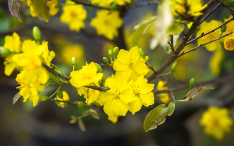 Gợi ý 8 loại hoa cúng ông Táo hợp phong thủy, nhận nhiều tài lộc - 2