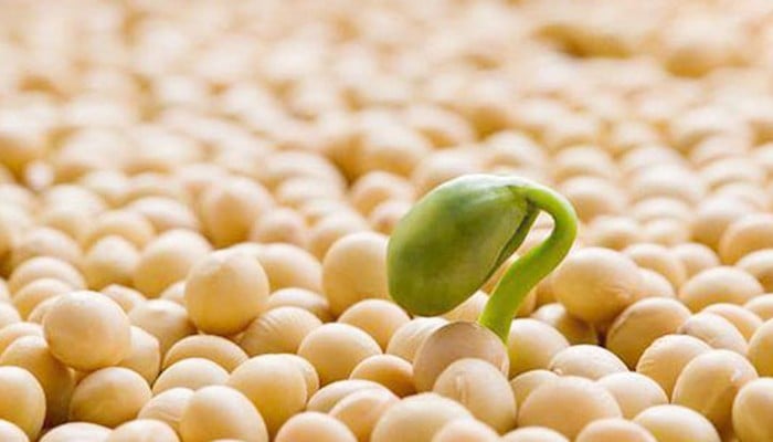 Mầm đậu nành giúp tăng cường sinh lý nhờ sở hữu hàm lượng cao hợp chất Isoflavone