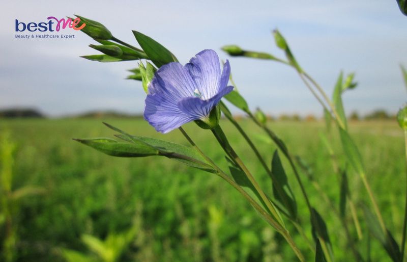 Đặc điểm tự nhiên của cây lanh