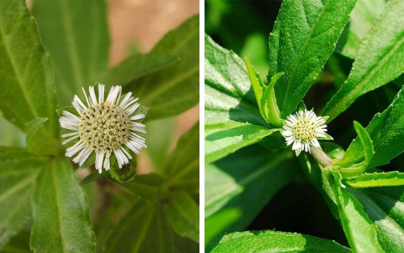 he-lo-8-tac-hai-cua-cay-co-muc-va-nhung-nguoi-khong-nen-dung-1 Hé lộ 8 tác hại của cây cỏ mực và những người không nên dùng - 1