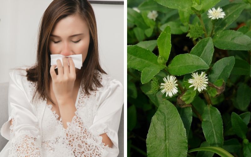 he-lo-8-tac-hai-cua-cay-co-muc-va-nhung-nguoi-khong-nen-dung-3 Hé lộ 8 tác hại của cây cỏ mực và những người không nên dùng - 3