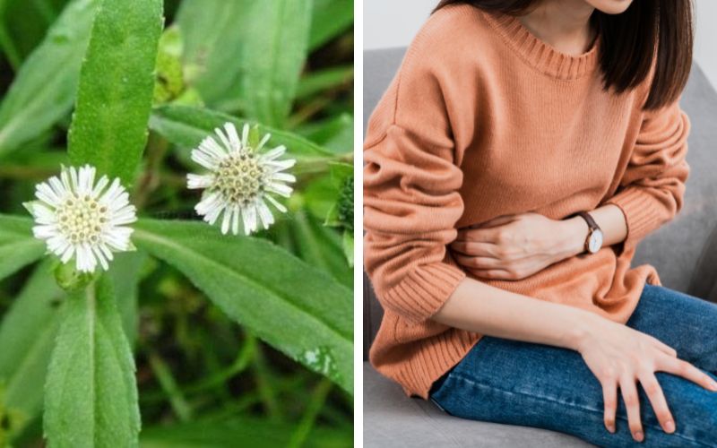 he-lo-8-tac-hai-cua-cay-co-muc-va-nhung-nguoi-khong-nen-dung-4 Hé lộ 8 tác hại của cây cỏ mực và những người không nên dùng - 4