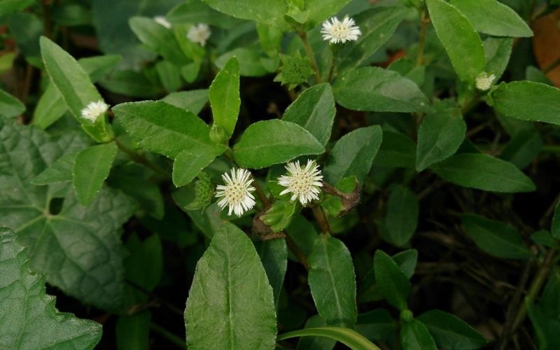 he-lo-8-tac-hai-cua-cay-co-muc-va-nhung-nguoi-khong-nen-dung-6 Hé lộ 8 tác hại của cây cỏ mực và những người không nên dùng - 6