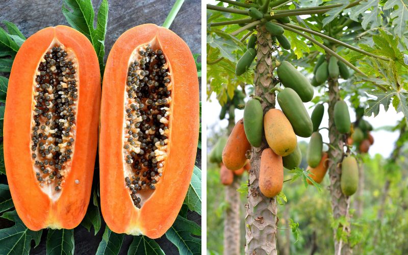 he-lo-8-tac-hai-cua-du-du-chin-va-nhung-nguoi-khong-nen-an-2 Hé lộ 8 tác hại của đu đủ chín và những người không nên ăn - 2