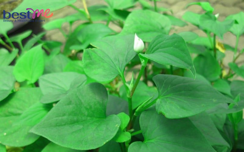 Hé lộ cách trị mụn ẩn ở mũi hiệu quả triệt để không tái phát - 3
