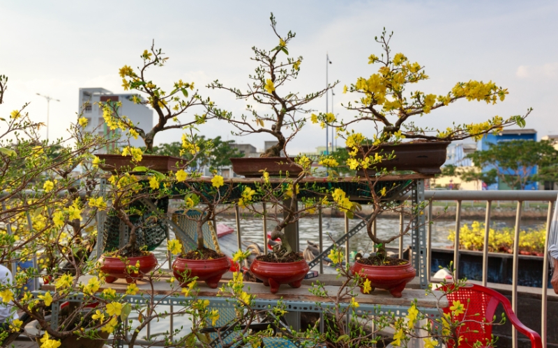 Hoa mai vàng ngày Tết: Công dụng, ý nghĩa, hình ảnh đẹp nhất - 11