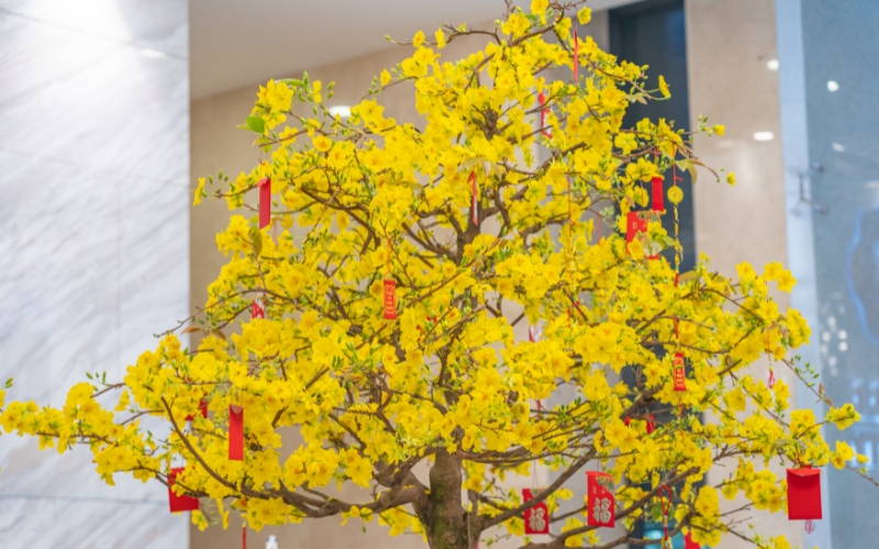 Hoa mai vàng ngày Tết: Công dụng, ý nghĩa, hình ảnh đẹp nhất - 2