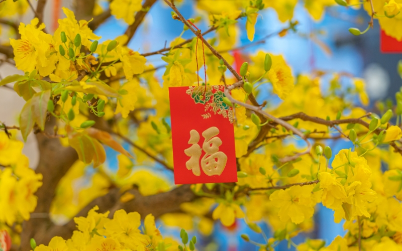 Hoa mai vàng ngày Tết: Công dụng, ý nghĩa, hình ảnh đẹp nhất - 4