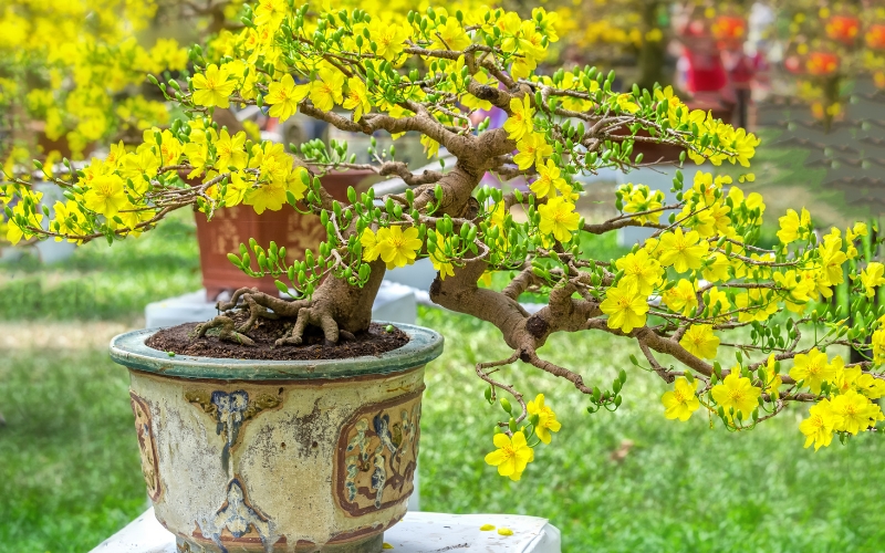 Hoa mai vàng ngày Tết: Công dụng, ý nghĩa, hình ảnh đẹp nhất - 8