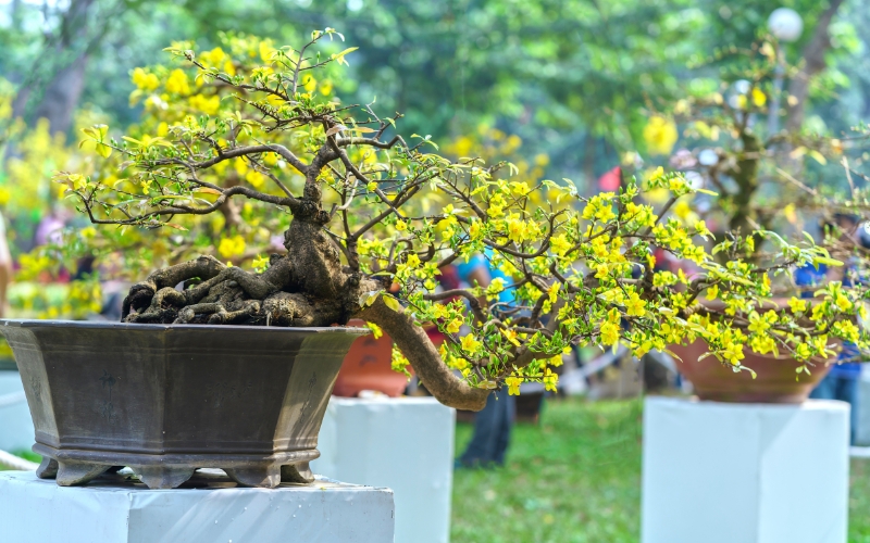 Hoa mai vàng ngày Tết: Công dụng, ý nghĩa, hình ảnh đẹp nhất - 9