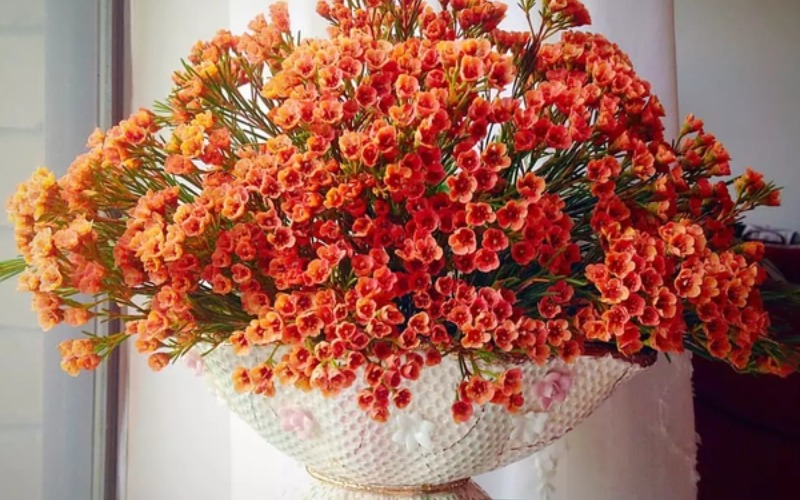 Hoa thanh liễu có ý nghĩa gì? Có mấy màu? Cách trồng chưng Tết - 6