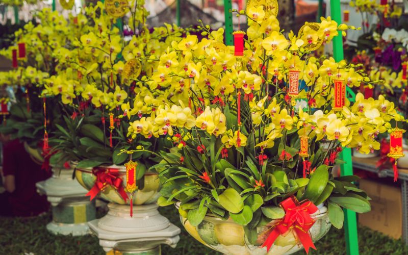 huong-dan-8-cach-trang-tri-cay-tet-2024-dep-an-tuong-nhat-7 Hướng dẫn 8 cách trang trí cây Tết 2024 đẹp ấn tượng nhất - 7