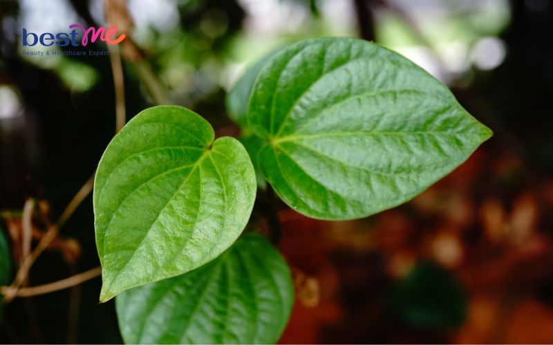 huong-dan-cach-tri-mun-nhot-o-hau-mon-tai-nha-hieu-qua-nhat-5 Hướng dẫn cách trị mụn nhọt ở hậu môn tại nhà hiệu quả nhất - 5