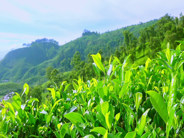 Sữa rửa mặt trà xanh – bạn đồng hành của làn da phái đẹp - 1