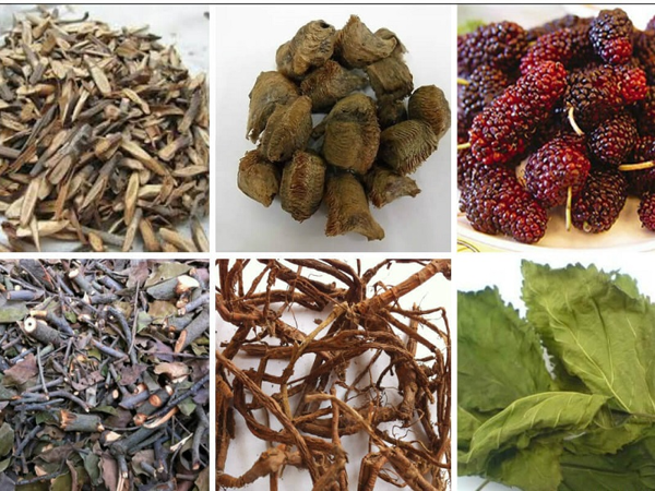 Chiết xuất rễ cây dâu tằm có trong bảng thành phần