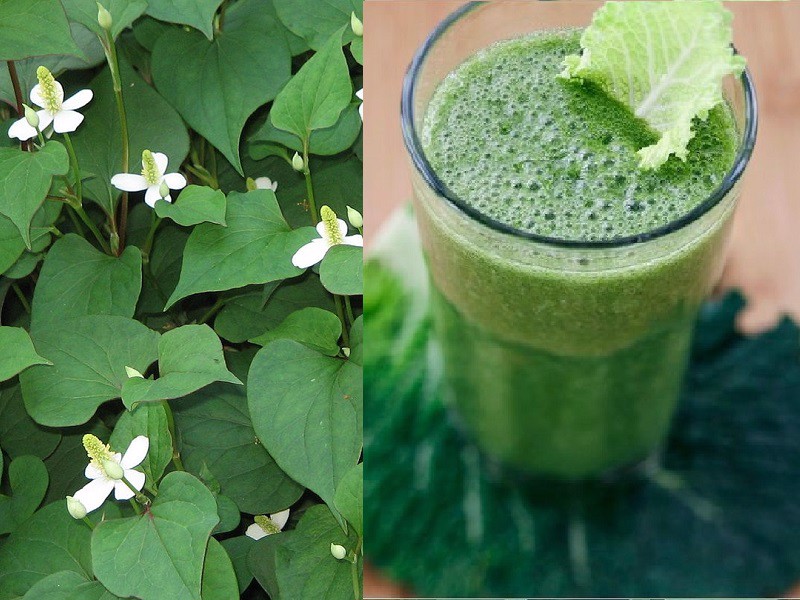 Chăm sóc da mụn và thâm toàn diện với rau diếp cá