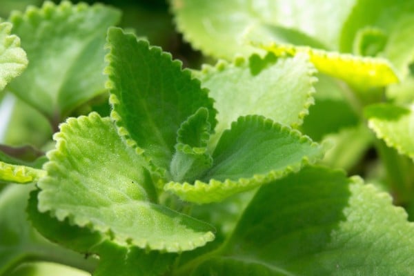 Bột húng chanh Ấn Độ trong viên uống giảm cân DHC có tốt không? - 2