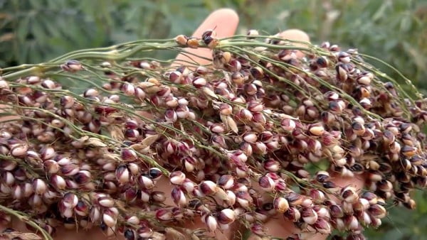 Viên uống DHC trắng da với 4 thành phần đặc biệt quý giá - 1