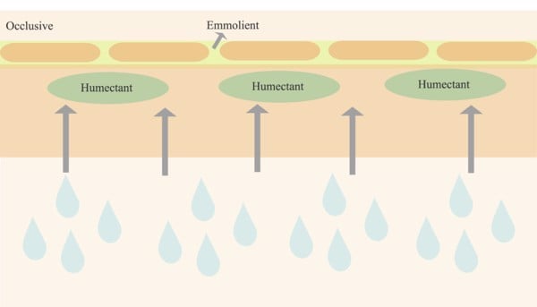 3 thành phần kem dưỡng ẩm da mặt - 1