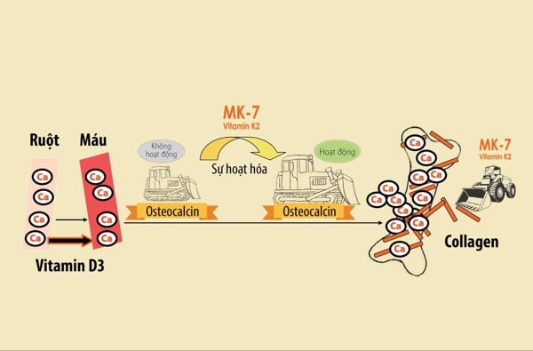  Quy trình phối hợp nhịp nhàng của vitamin D và MK7 