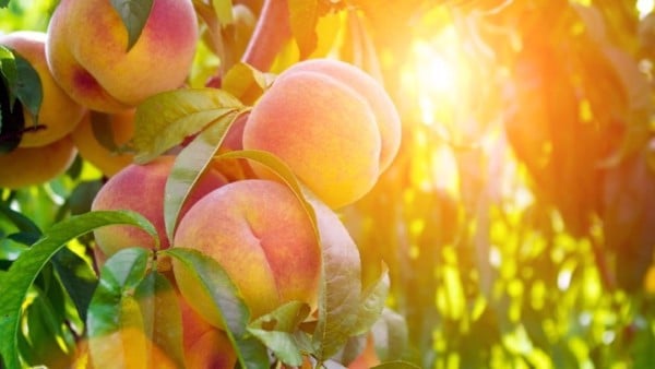 Điểm danh 8 loại trái cây giúp bạn chăm sóc da mặt khô hiệu quả - 7