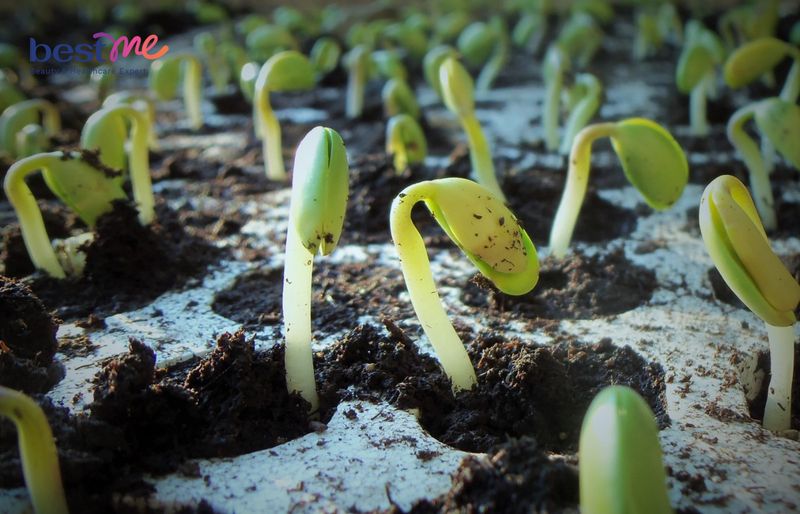 Mầm đậu nành và Isoflavone là khác nhau