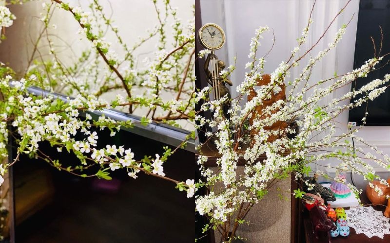 Khám phá hình ảnh, ý nghĩa hoa tuyết mai ngủ đông chưng Tết - 1