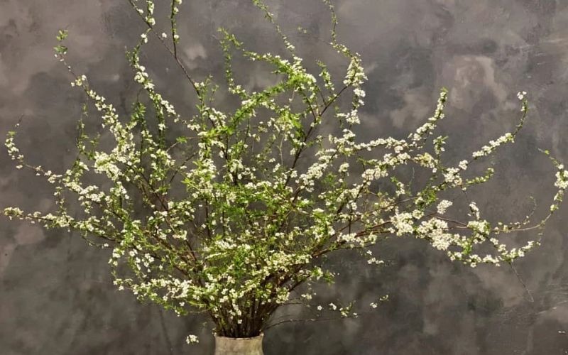 Khám phá hình ảnh, ý nghĩa hoa tuyết mai ngủ đông chưng Tết - 10