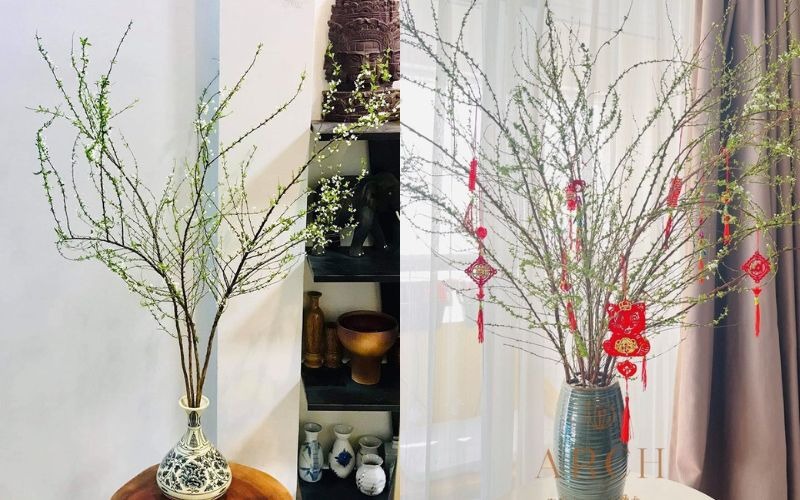 Khám phá hình ảnh, ý nghĩa hoa tuyết mai ngủ đông chưng Tết - 14