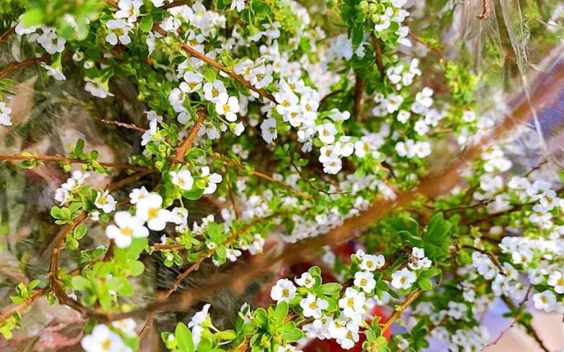 Khám phá hình ảnh, ý nghĩa hoa tuyết mai ngủ đông chưng Tết - 3