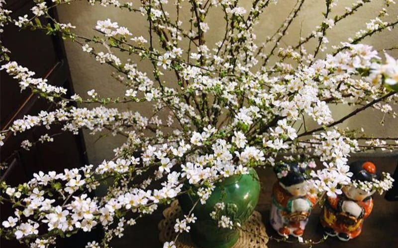 Khám phá hình ảnh, ý nghĩa hoa tuyết mai ngủ đông chưng Tết - 4