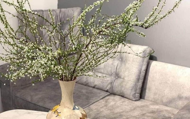 Khám phá hình ảnh, ý nghĩa hoa tuyết mai ngủ đông chưng Tết - 5