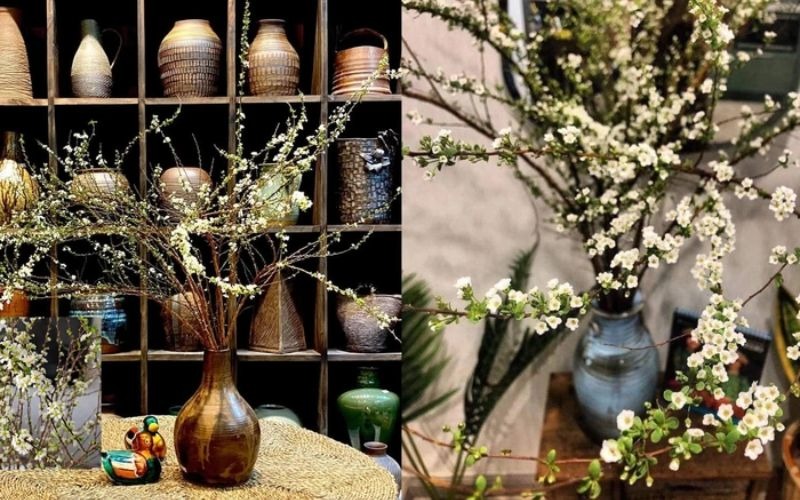 Khám phá hình ảnh, ý nghĩa hoa tuyết mai ngủ đông chưng Tết - 7