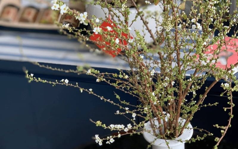 Khám phá hình ảnh, ý nghĩa hoa tuyết mai ngủ đông chưng Tết - 9