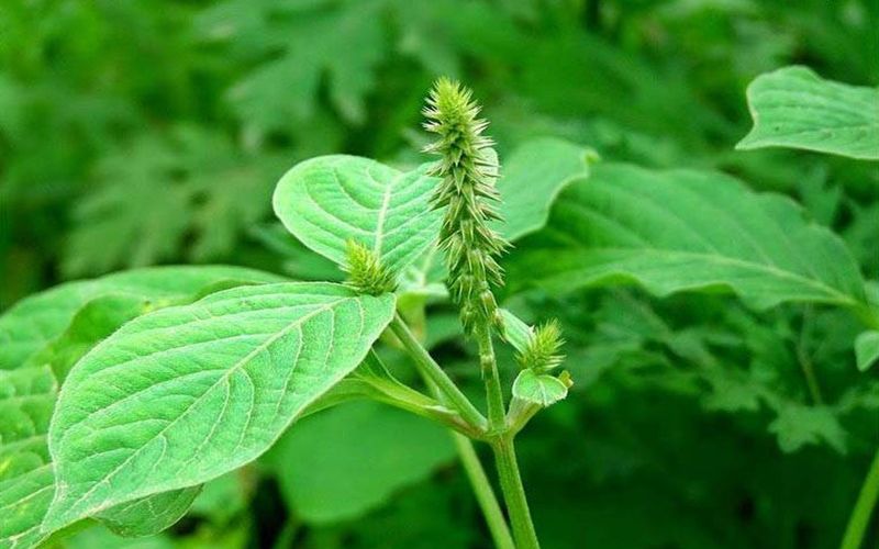 kham-pha-tac-hai-cua-cay-co-xuoc-va-tac-dung-phu-thuong-gap-4 Khám phá tác hại của cây cỏ xước và tác dụng phụ thường gặp - 4
