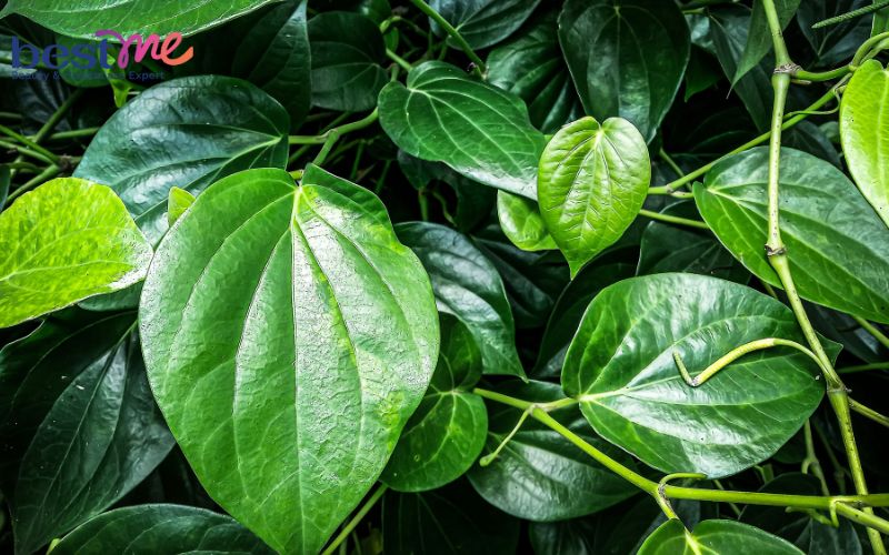 Lá trầu không mang lại nhiều công dụng tuyệt vời cho làn da bạn