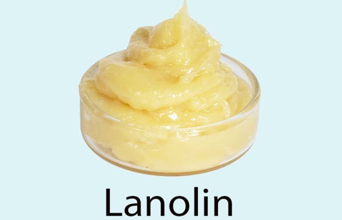 Lanolin là một loại dầu được lấy từ lông cừu