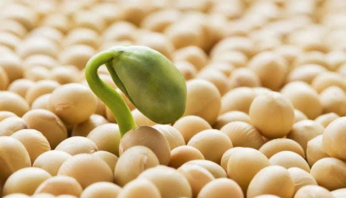 Mầm đậu nành nguyên xơ được tạo ra từ đậu nành nguyên chất, không chứa chất bảo quản