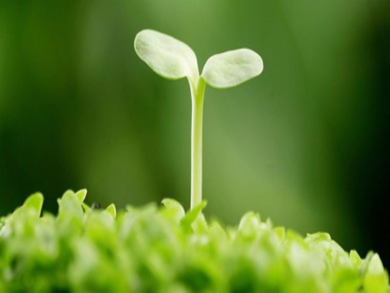 Tinh chất đậu nành chăm sóc sắc đẹp và sinh lý phái nữ