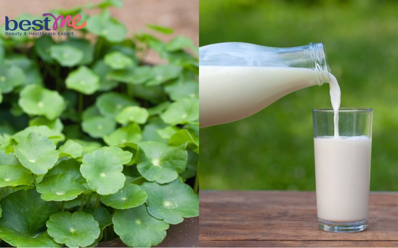 Mặt nạ trị mụn từ rau má và sữa tươi