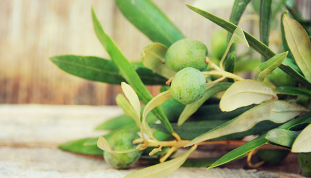 Chiết xuất lá olive cung cấp độ ẩm cho hàng mi