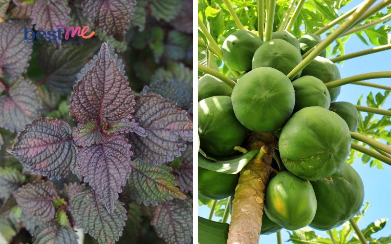 mun-com-mun-coc-o-tay-co-nguy-hiem-khong-cach-tri-nhanh-nhat-4 Mụn cơm, mụn cóc ở tay có nguy hiểm không? Cách trị nhanh nhất - 4