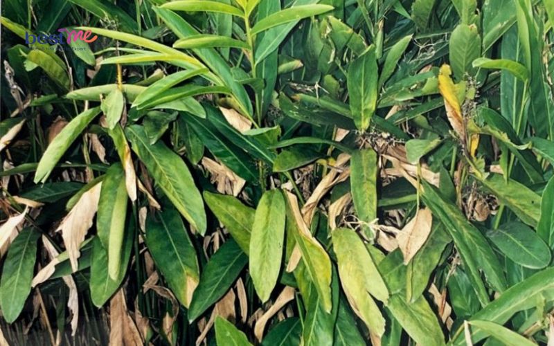 mun-sua-o-tre-so-sinh-tam-la-gi-8-loai-la-tot-an-toan-nhat-1 Mụn sữa ở trẻ sơ sinh tắm lá gì? 8 loại lá tốt an toàn nhất - 1