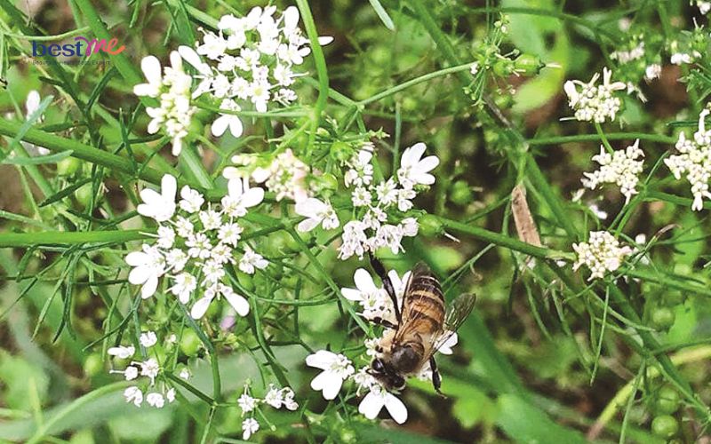 mun-sua-o-tre-so-sinh-tam-la-gi-8-loai-la-tot-an-toan-nhat-2 Mụn sữa ở trẻ sơ sinh tắm lá gì? 8 loại lá tốt an toàn nhất - 2