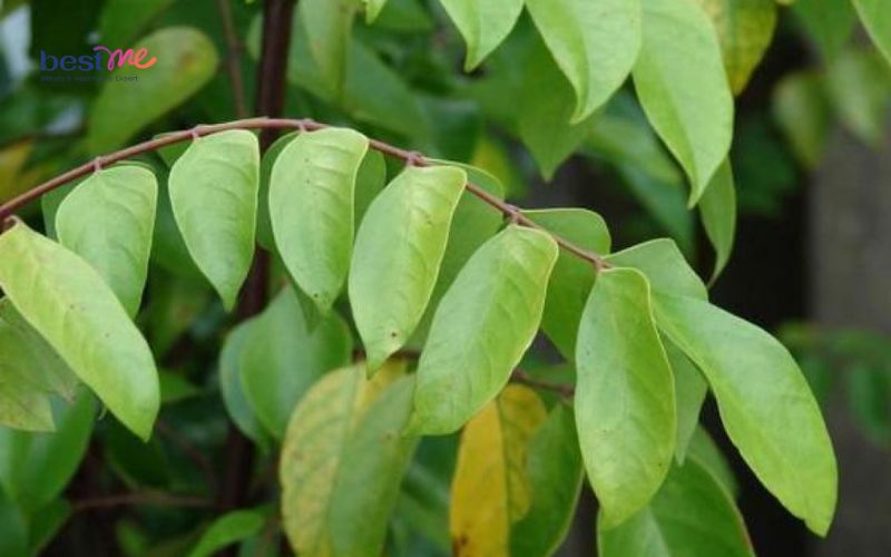 mun-sua-o-tre-so-sinh-tam-la-gi-8-loai-la-tot-an-toan-nhat-3 Mụn sữa ở trẻ sơ sinh tắm lá gì? 8 loại lá tốt an toàn nhất - 3