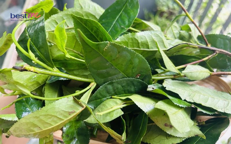 mun-sua-o-tre-so-sinh-tam-la-gi-8-loai-la-tot-an-toan-nhat-5 Mụn sữa ở trẻ sơ sinh tắm lá gì? 8 loại lá tốt an toàn nhất - 5